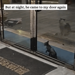 T2509051 Rescue kitten that is covered all over with oil and then rescue part2