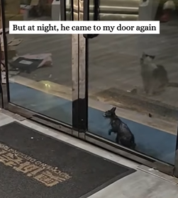 T2509051 Rescue kitten that is covered all over with oil and then rescue part2