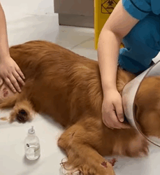 T2509050 Rescue dog that has been hit and then rescue fyp animals animal part2