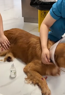 T2509050 Rescue dog that has been hit and then rescue fyp animals animal part2