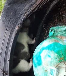 T0609110 Rescue dog rescue rescueanimals rescuedog dog dogsoftiktok animals animalsoftiktok puppy fyp part2