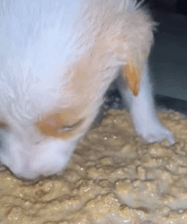 T1009006 Rescue dog rescue animals adoptdontshop petlover dog cutedog part2