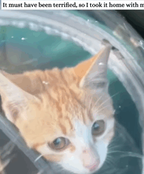 T2509032 rescued kitten that had been maliciously stuffed into stone part2