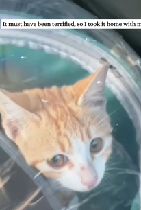 T2509032 rescued kitten that had been maliciously stuffed into stone part2