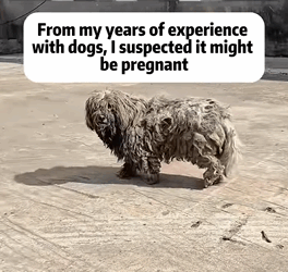 T1009007 Rescue a stray dog rescue animals adoptdontshop petlover dog part2