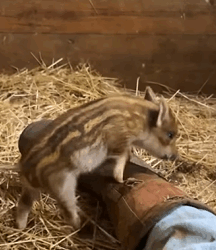 T2509055 Rescue wild boar and then rescue animals fyp boar big part2