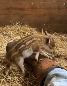 T2509055 Rescue wild boar and then rescue animals fyp boar big part2