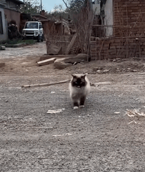 T1009010 The abandoned Ragdoll cat cat catsoftiktok rescuecat rescueanimals part2