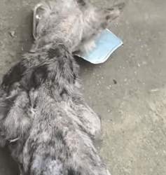 T2509048 Rescue cat with severe skin disease and then rescue animals fyp part2