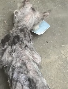 T2509048 Rescue cat with severe skin disease and then rescue animals fyp part2