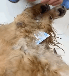 T2509049 Rescue dog that has been abused and then rescue animals fyp dog part2