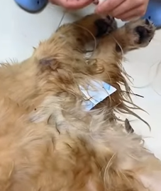 T2509049 Rescue dog that has been abused and then rescue animals fyp dog part2