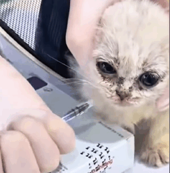 T0609076 Luckily kind person did his best to save it part2