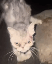 T1009008 Stray cat rescue cat rescuecat rescueanimals straycat help fyp part2