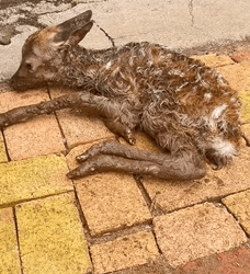 T2509052 Rescue newly born deer and then rescue animals fyp animal deer part2