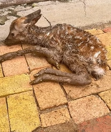 T2509052 Rescue newly born deer and then rescue animals fyp animal deer part2