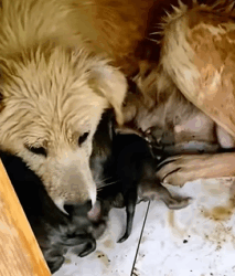 T0609084 rescue homeless dog family rescueanimals animal pupup animalsoftik part2