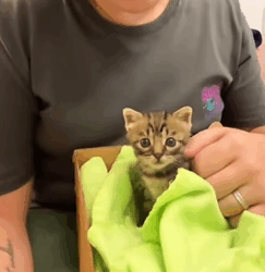 T2509056 rescued kitten that was trapped in hole and then part2