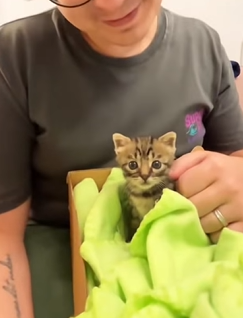 T2509056 rescued kitten that was trapped in hole and then part2