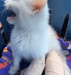 T2509046 Rescue and adopt kitten rescue rescueanimals animals part2