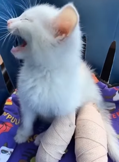 T2509046 Rescue and adopt kitten rescue rescueanimals animals part2