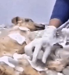 T0609093 The kind boy saved the old dog and gave it home part2