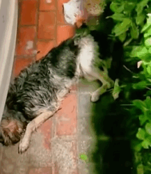 T1009002 Poor stray dog was hit by car in parking lot on the street part2