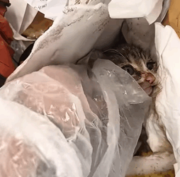 T2509043 Rescue baby cat rescue rescuecat rescuekitte part2