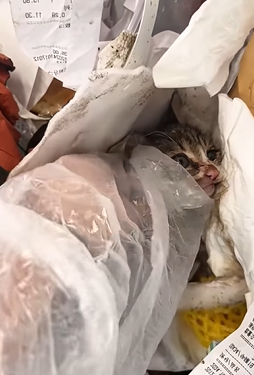 T2509043 Rescue baby cat rescue rescuecat rescuekitte part2