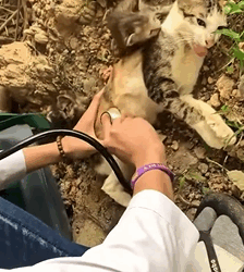 T0609113 Rescue family cat rescue rescuecat rescueanimals cat catsoftiktok animals animalsoftiktok fyp part2