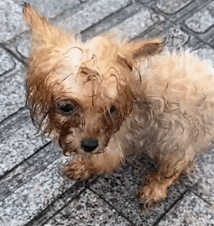 T1009001 Rescue a dog rescue animals adoptdontshop petlover dog cutedog part2