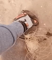 T2509042 Rescue team rescues an ottter part2