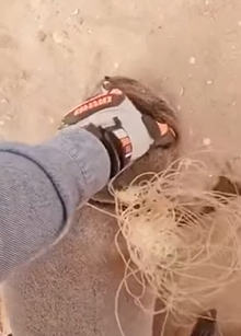 T2509042 Rescue team rescues an ottter part2