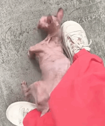 T0609070 Rescue poor kitten and then rescue animals fyp cat cats cat part2