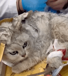 T1809049 The poor stray cat was covered in glue traps trying his best to seek part2