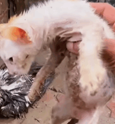 T0609085 rescue kitten from ferocious eagle rescueanimals fyp catsoftiktok part2