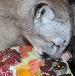 T2509045 Rescue an injured puma and then rescue animals fyp puma part2