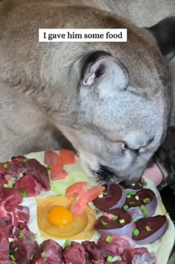 T2509045 Rescue an injured puma and then rescue animals fyp puma part2