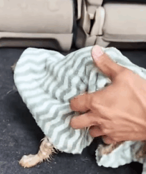 T0609108 Rescue a puppy rescue animals rescueanimals rescuedog puppy dog part2