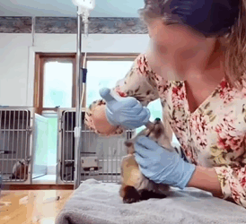 T2509034 On a rainy day I found an injured fox crossing the road and then part2