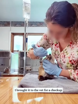 T2509034 On a rainy day I found an injured fox crossing the road and then part2