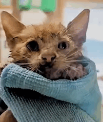 T0609101 come here my golden retriever has made new friend rescue cat animals kitten kittycatsoftiktok pet Love fyp for foryoupage Pet Dreams part2