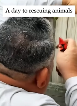 T2509034 On a rainy day I found an injured fox crossing the road and then part2