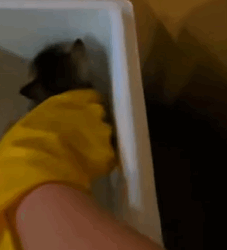 T0609088 So poor animals animal loveanimals cuteanimals fyp petlover part2