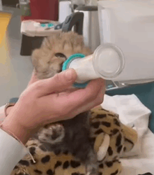 T2509031 This family rescued a lost cheetah cub and then decided part2