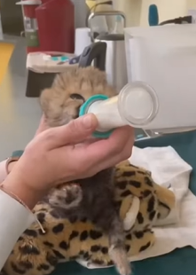 T2509031 This family rescued a lost cheetah cub and then decided part2