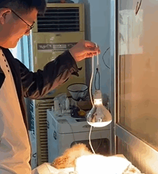 T0609117 The poor little dog was helped pet fyp xuhuong trending dog dogsoftiktok part2