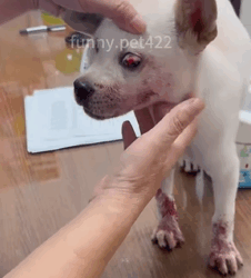 T0609072 Rescue stray dogs rescue cute helpanimals love rescueanimals part2