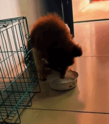 T0609095 The little dog that someone threw away in the trash is so pitiful ani part2