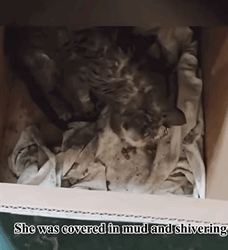 T0609098 animal animalsoftiktok rescueanimals puppy rescuedog part2